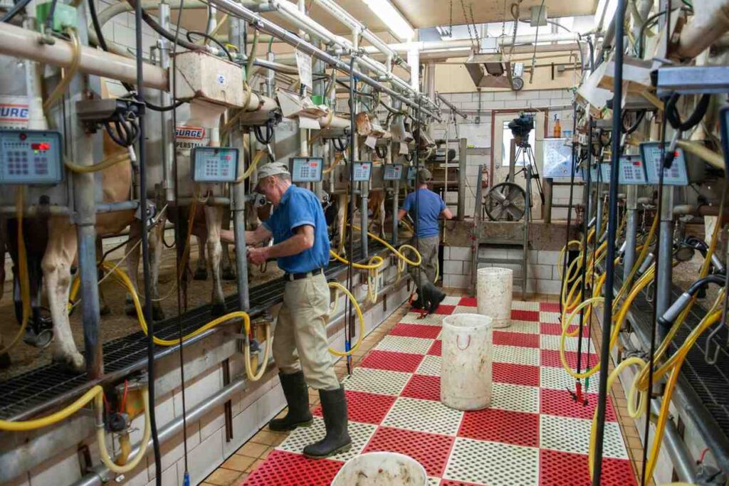 Non veg cow milk