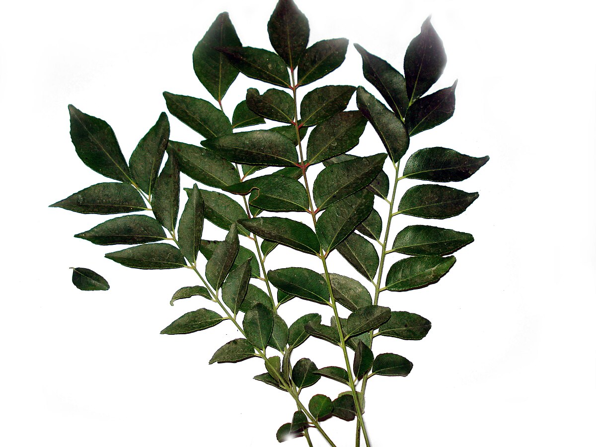 Curry Patta Benefits and Side Effects: करी पत्ता खाने के फायदे और नुकसान