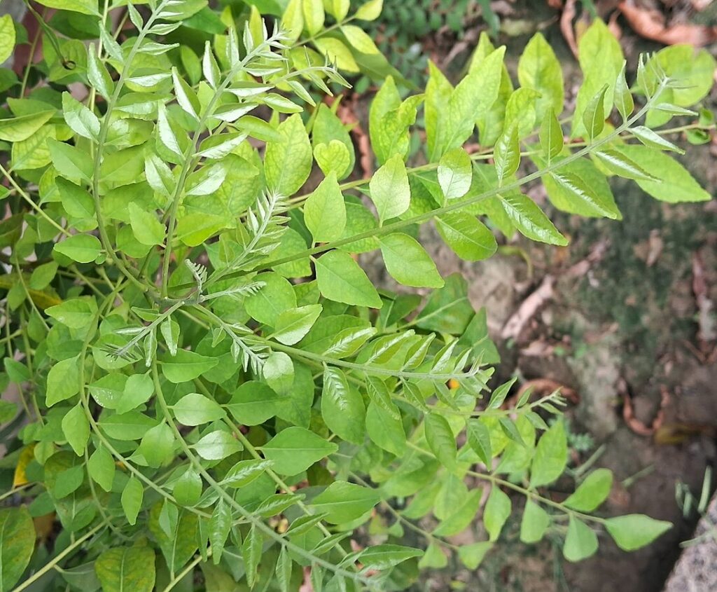 Curry patta sweet neem