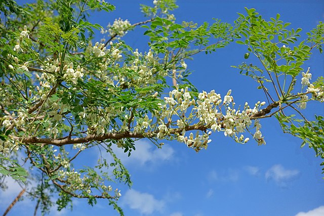 Moringa benefits leaves and pods used in traditional Indian cooking