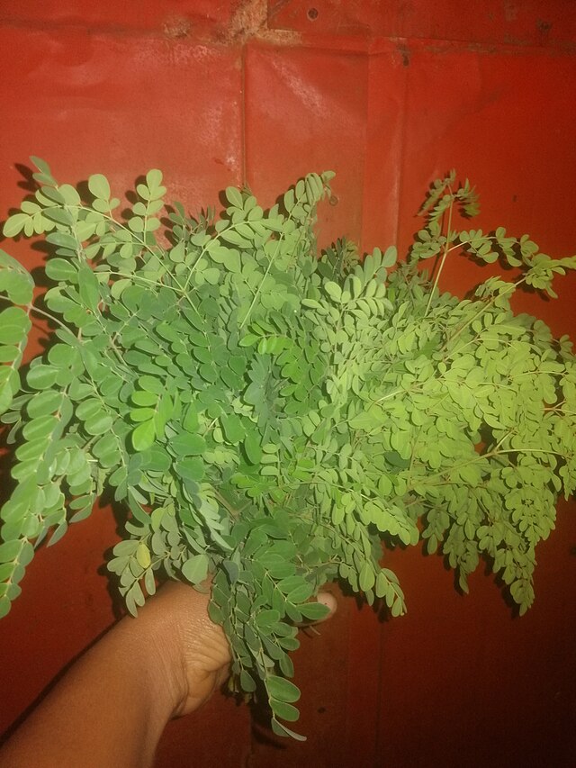 Moringa benefits, Drumstick, Sahjan explained