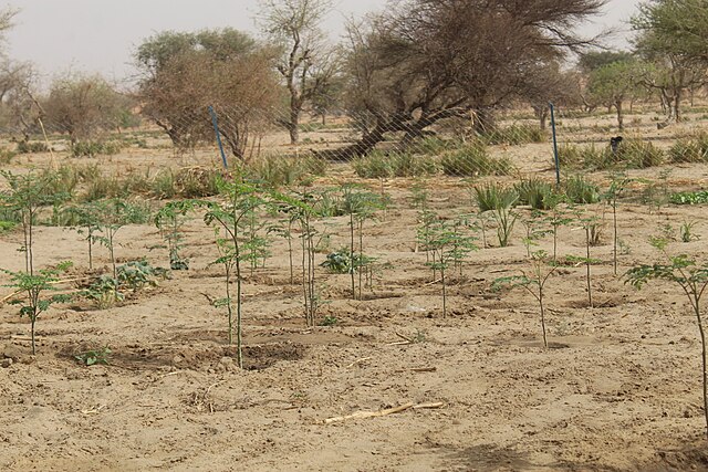 Drumstick benefits vegetable preparing 