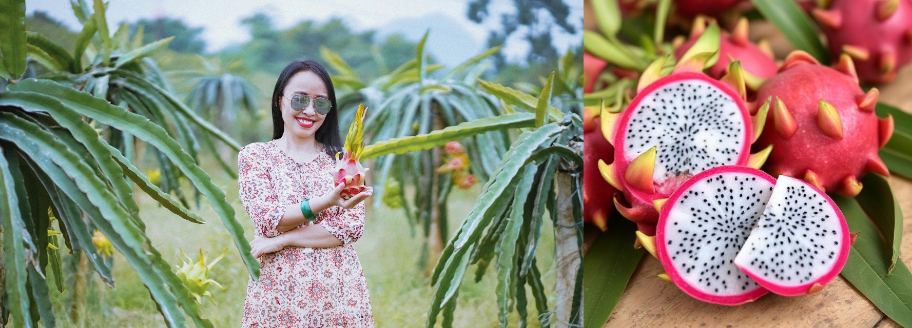 घर से करें शुरुआत: Dragon Fruit Farming (ड्रैगन फ्रूट की खेती) से घर बैठे कमाई और बड़े पैमाने पर मुनाफा